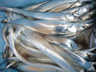 太刀魚 釣果