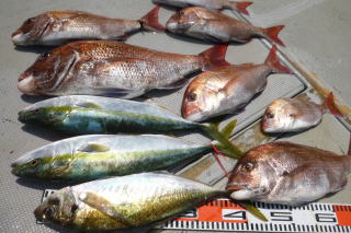 真鯛 青物 釣果