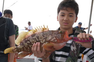 かからし釣りアコウ