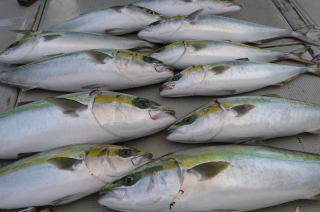 青物ブリ ハマチ釣果