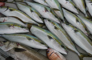 青物 釣果