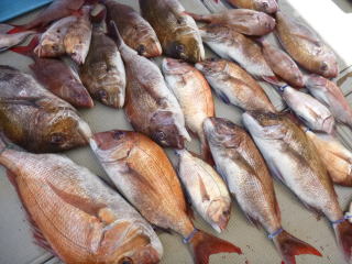 鯛釣り