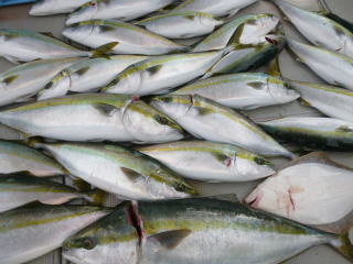 青物 ハマチ メジロ釣果