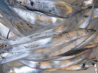 太刀魚 釣果