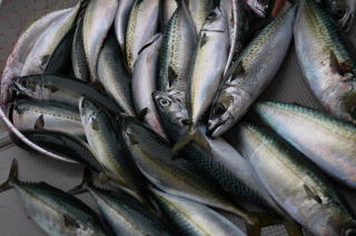 鯖釣果