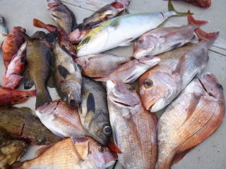 真鯛釣果