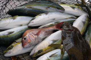 青物釣果