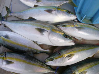 ハマチ メジロ釣果