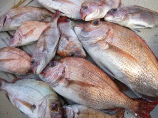 真鯛釣果