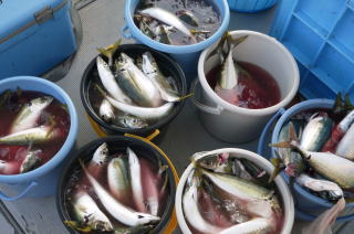 アジ サバ 釣果