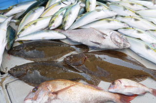 ヒラメ釣果