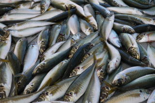 あじ釣果