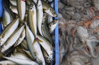 鯵 鯖 釣果