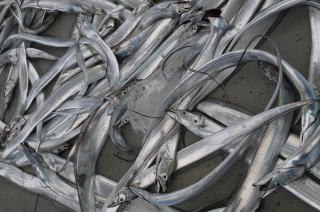 太刀魚　釣果