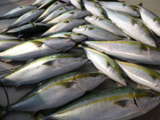 メジロ ハマチ釣果