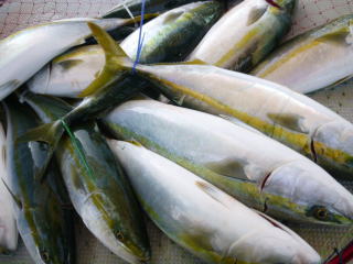 ハマチ釣果