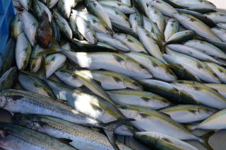 青物釣果