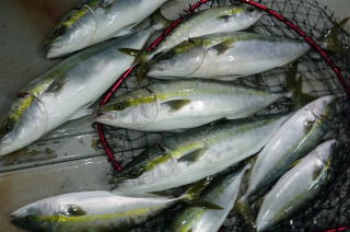 青物釣果