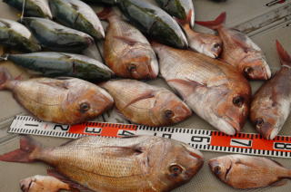 真鯛釣果
