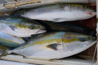 ブリ メジロ ハマチ 釣果