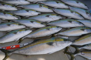 青物釣果