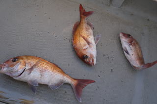 真鯛釣果
