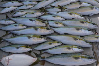 青もの釣果
