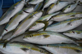 青物 メジロ 釣果
