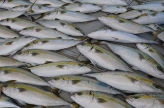 メジロ釣果