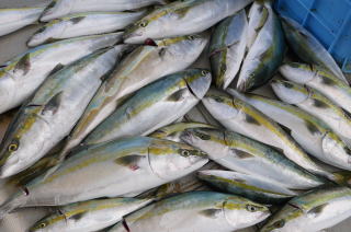 青物釣果