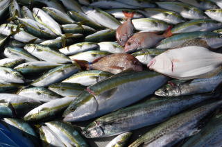 喰わせサビキ釣果