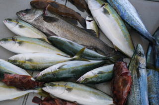 青物釣果