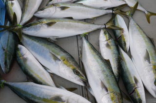 青物　釣果