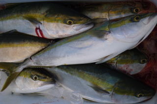 青物釣果