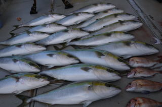 呑ませ釣り 青物釣果