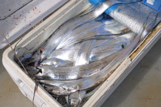 太刀魚釣果