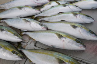 呑ませ釣り青物