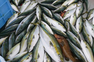 青物 立て釣り釣果