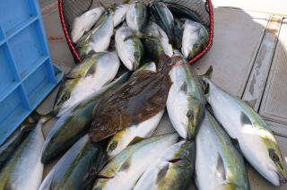メジロ釣果