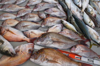真鯛釣果
