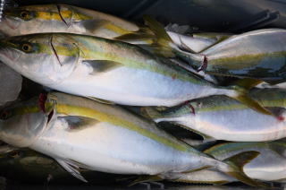 ぶり メジロ釣果