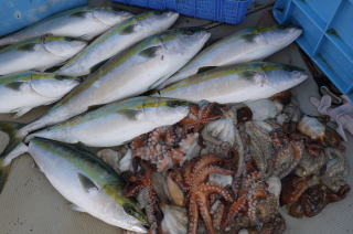 青物 真だこ釣果