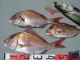 真鯛 釣果 真鯛釣り