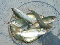 釣り船 アジ釣り