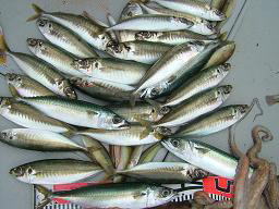 アジ釣り