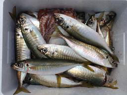 アジ釣り釣果