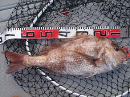 大物 真鯛釣り