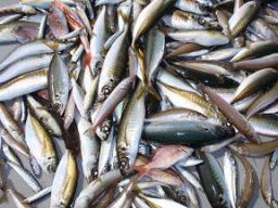アジ釣り