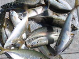 鯵釣り