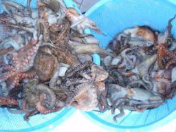 タコテンヤ 真だこ釣り